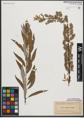 Foto von Salix petiolaris Sm.